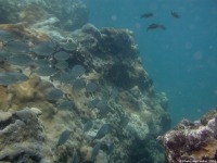 Coral e dobradas circundantes � zona de debaixo de Rocha, S.Nicolau.