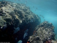 Coral da zona de Santo Andr� em S�o Pedro, S�o Vicente.