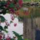 Dunguaire Castle with Fuschia