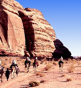 camels