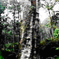 http://www.geocities.com/runcit/avail