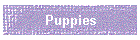 Puppies