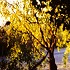 Late Afternoon