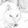 Stalking Wolf