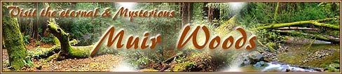 Visit Mysterious Muir Woods!