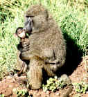 Baboon father and baby in Lake Manyara