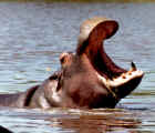 Yawning hippo
