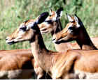 Impalas on the lookout