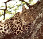 Leopard's siesta