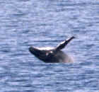 Breaching Humpback Whale