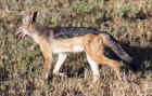 Black-backed jackal in Tarangire National Park