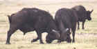 Cape Buffalos in Ngorongoro Crater