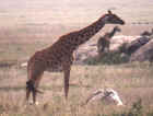 Giraffes in the Serengeti