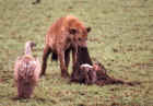 Hyenas finish off a lion kill while vultures wait for leftovers