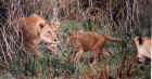 Young lions in Ngorongoro Crater