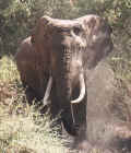 Bull elephant at Lake Manyara