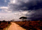 Safari track in the Serengeti