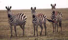 Zebras on the Serengeti plain