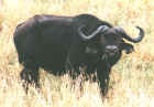 Cape buffalo wanders close to our Serengeti Sopa
