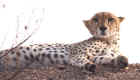 Cheetah on a kopje scans the horizon