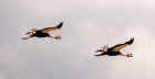 Crowned cranes in flight