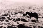 Horse above snowline near Chimborazo