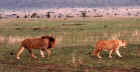 male and female lion in the Serengeti