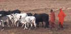 Masai herders take their cattle to graze in the Ngorongoro Crater