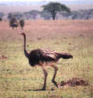 Male ostrich in the Serengeti