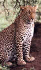Leopard close-up in the Serengeti