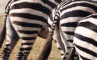 Zebra patterns are photogenic
