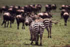Zebras with the wildebeest migration