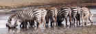 Zebra herd at a crater water hole