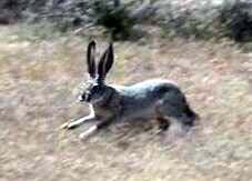 Rabbit loading - 12 kb