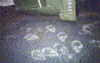 Bear Tracks