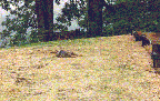 New Lawn