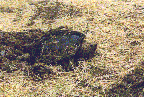 Laying eggs