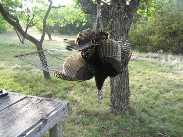 hunt view