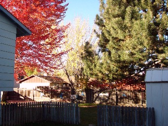 Fall - Backyard Trees