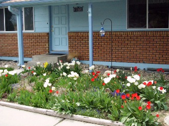 Spring - Front Tulip Garden