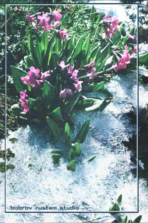 fv01