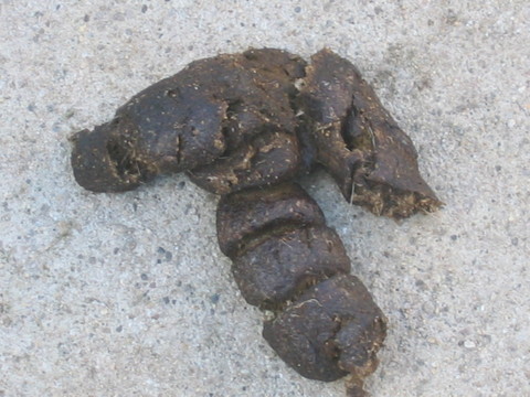 Johnwayne's dog 'Lucky' laid this dook, in case you were wondering! u fukin weirdo.