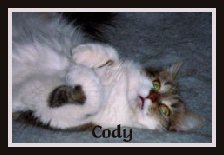 cody