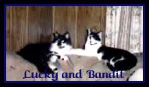 banditlucky