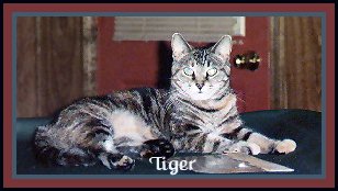 tiger