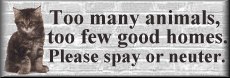 kitten spay