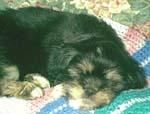 puppy