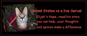 elijah