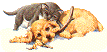 kitty~pup
