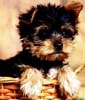 pupbasket